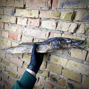 Щука в'ялена