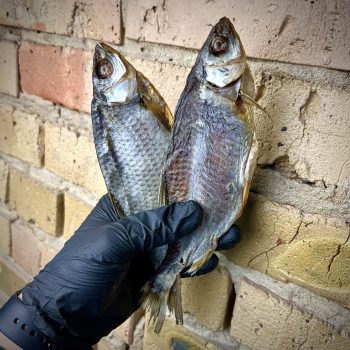 Синець в'ялений